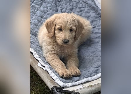 Goldendoodle mini Medium Doodle Abgabe an Pfingsten