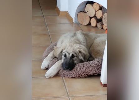 Alex, lieb, menschenbezogen, sehr sozial und katzenvertäglich