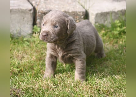 Labrador welpen in Tolle farben!