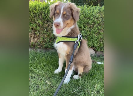 1 kleine Australian Shepherd Hündin( Welpe) braun/redtri (Minimix/Reinrassig)+ Gesundheitszeugnis