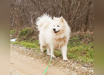 ❤️ wunderschöner Samojede LEO - 3 Jahre, 55cm/25kg
