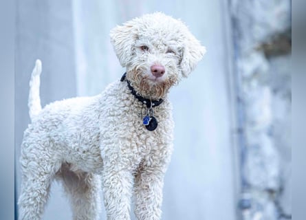 4 süße weibliche reinrassige Lagotto Romagnolo Welpen suchen ein liebevolles Zuhause