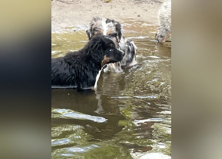 BernerSenne/ Australian Shepard