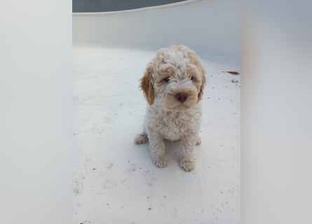 Lagotto Romagnolo