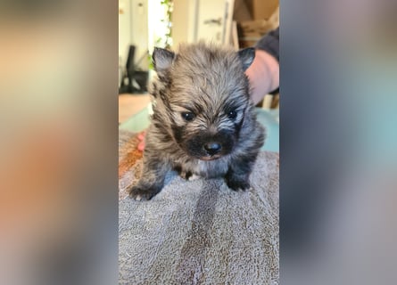 zuckersüße Pomeranianwelpe