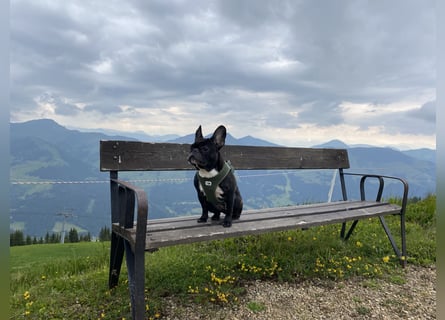 Frenchie Hündin sucht neue Familie