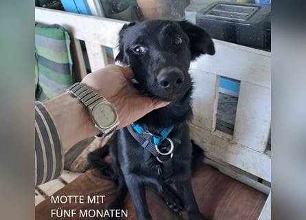Schwarze Shollie-Welpen (Vater: schwarzer Schäferhund; Mutter: schwarz-weißer Border Collie)