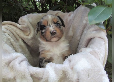 Mini Aussie Welpen Miniatur Australian Shepherd Welpen Welpe