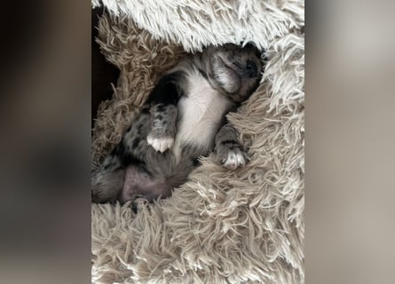 Chihuahua mix Welpen