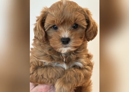 Schocolade farbige sehr schöne Welpen Maltipoo/mini Doodle