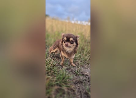 Chihuahua Rüde 
