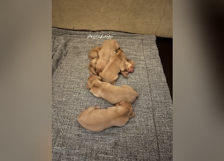 Magyar Vizsla Welpen