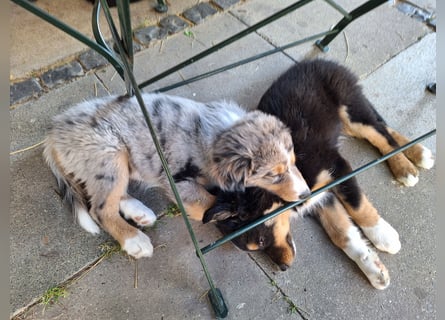 2 bunte Border-Mini-Shepherd Mischlinge an Hundeerfahrene Menschen abzugeben