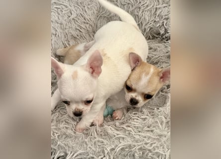 Chihuahua Rüden 9 Wochen alt mit Ahnentafel