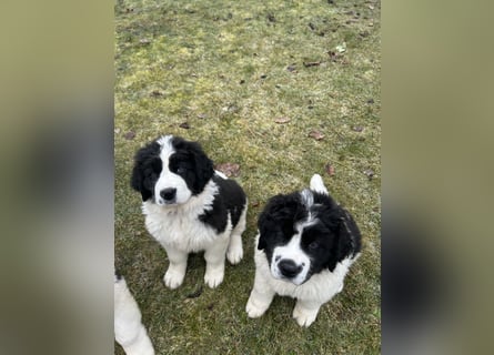 LANDSEER WELPEN mit FCI papieren