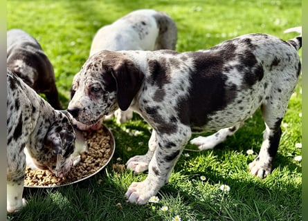Superschöne nicht ganz reinrassige Deutsche Doggenwelpen können bald ausziehen