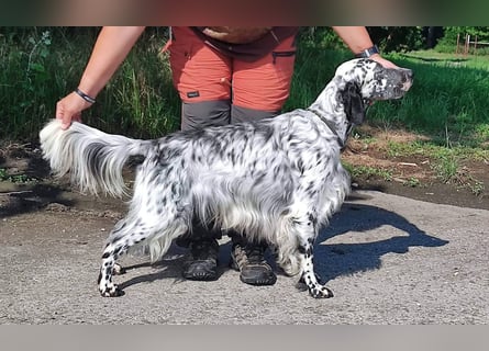 English setter Rüde Welpe