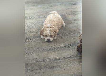 Maltipoo Welpen
