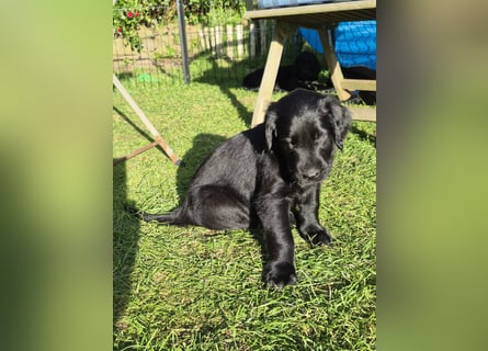 C - Wurf Flat Coated Retriever 2025
