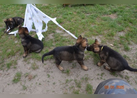 Dunkelgraue Schäferhunde aus Kör-u.Leistungzucht