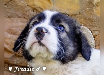 Felix und Freddie suchen ein Zuhause