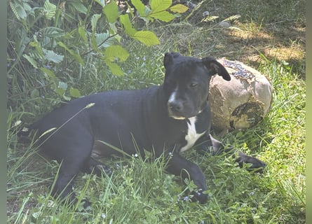 Amstaff Welpe