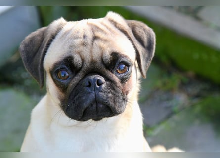 Mops 2.0 Welpen, Rüde, 13 Wochen, Ahnentafel CfdM / VDH / FCI