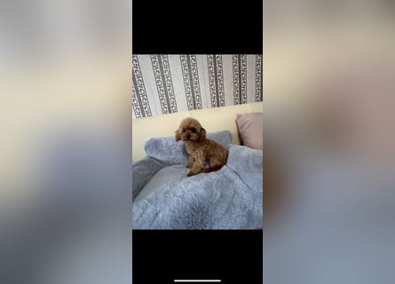 Süße Toypudels