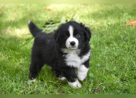 Miniature American Shepherd Welpen, Mini Aussies vom Züchter mit Papieren