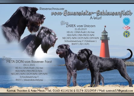 Riesenschnauzer schwarz Welpen des A-Wurf am 3.7.25 erwartete