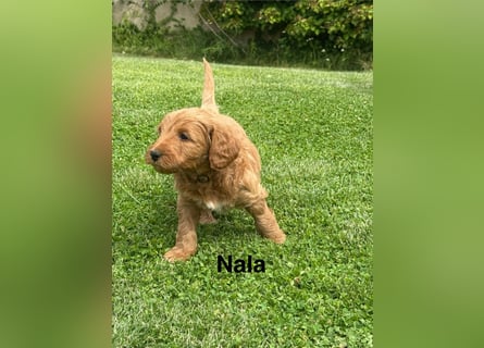 Aussiedoodle / Aussiepoo  F1b