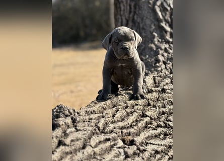 Cane Corso grau  welpen hündin Graue Hündin mit Züchtergarantie EUCH WCh-Linie zu verkaufen
