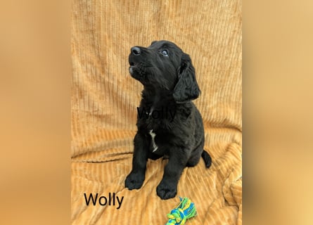 Wunderschöne Labrador Welpen