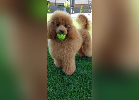 Toypudel/Zwergpudel mit Pedigree Ahnentafel