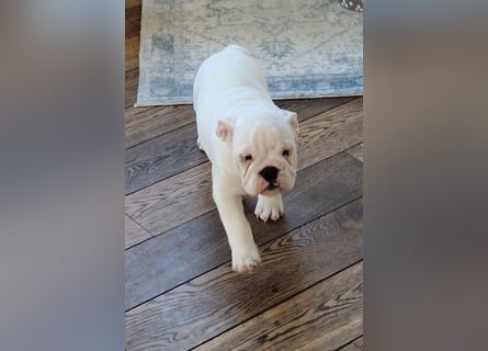 Englische Bulldoggen welpen Top Pedigree FCI