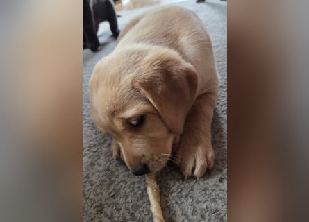 Labradorwelpen