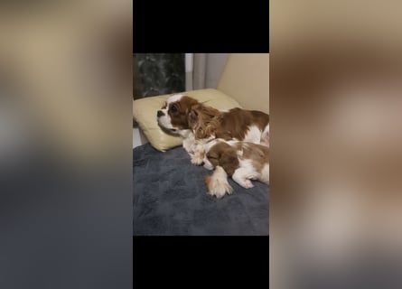 Cavalier King Charles Spaniel