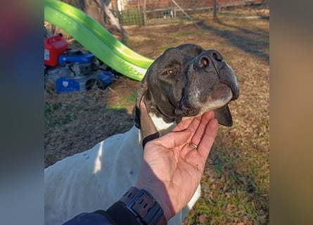 Kunta Kinte - ein ganz besonderer, freundlicher und gehorsamer Hund sucht ein liebevolles Zuhause