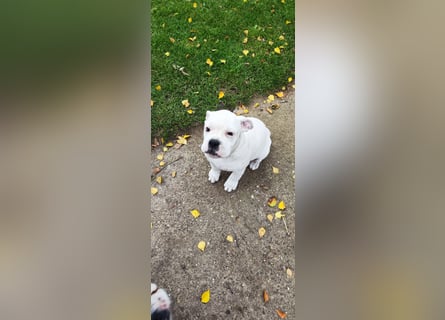 Wir dürfen jetzt ausziehen.Englische Bulldogge / Boxer Mix Welpen