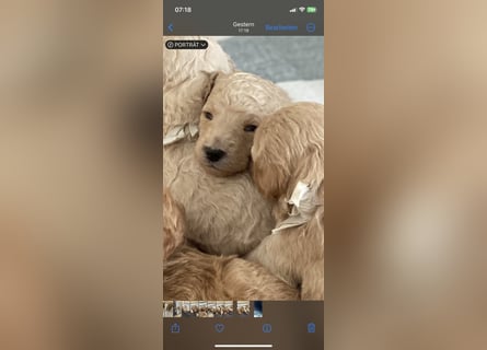 Goldendoodle F1bb Welpen -Liebevoll aufgezogen!