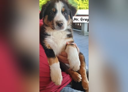 Australian Shepherd Welpen bald abgabebereit!