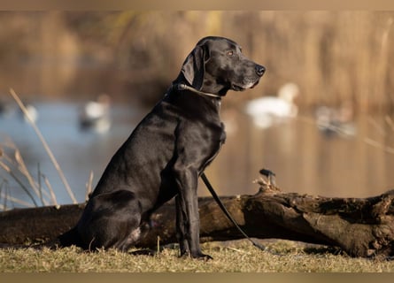 Joe Fritz - aktiver Familienhund - Tierhilfe Franken e.V.