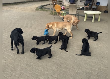 2 Labrador Retriever Weibchen Welpen mit Ahnenpass, Eltern HD, ED, PL, OCD, Augen und Genetisch frei