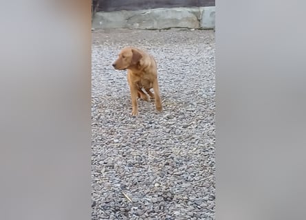 Labrador Welpen foxred, aus der Arbeitslinie