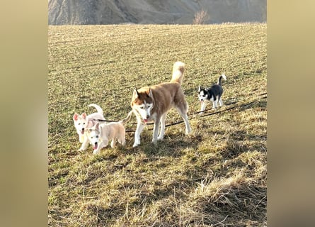 Akita/Sibirien Husky Welpen