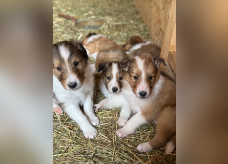 Colliewelpen suchen ein Zuhause!