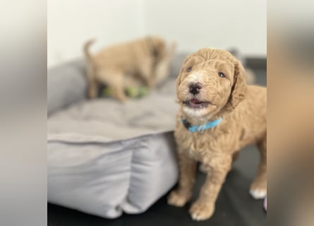 Goldendoodle F1b Welpen F1bb -apricot hell dunkel