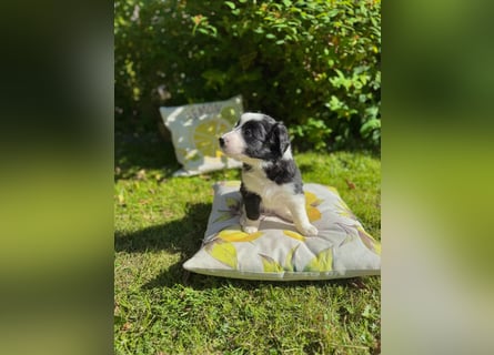Border Collie welpen 