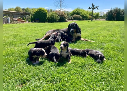 Schweizer Sennenhund Welpen