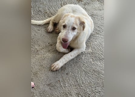 Milo: völlig überfordert im Tierheim